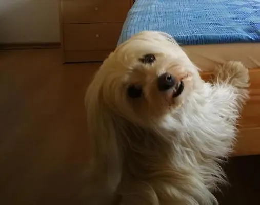 House Ceh Vakantiehuis *